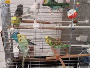 8 Adet Güzeller Güzeli Muhabbet Kuşu