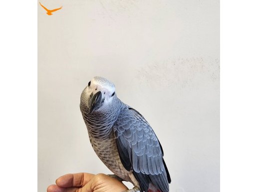 10 AYLIK JUMBO BOY EĞİTİMLİ FULL EVCİL 