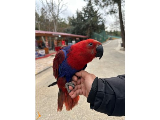 Eclectus papağan