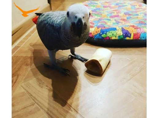 9 AYLIK EĞİTİMLİ KIRMIZI KUYRUK 