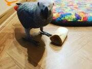 9 AYLIK EĞİTİMLİ KIRMIZI KUYRUK 