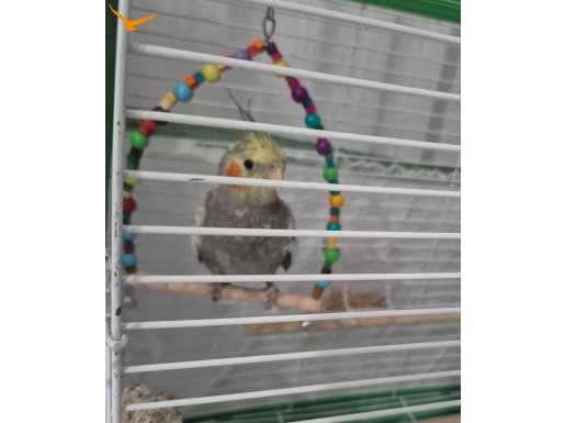 2,5 aylık sultan papağan