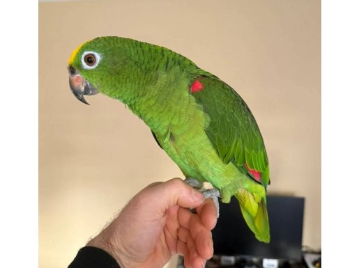 SARI ALIM AMAZON PAPAGANI