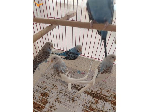 Bakımlı ve sağlikli  son yavruları bu fiyatlara kaçırmayın