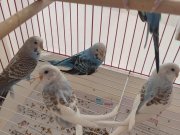 Bakımlı ve sağlikli  son yavruları bu fiyatlara kaçırmayın