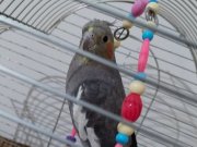 Elle beslenmiş Sultan papağanı paşa 1,5 yaşında