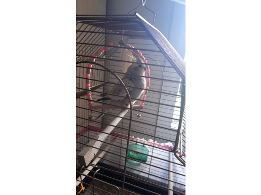 Evin Neşesi Islıkçı Sultan Papağanı