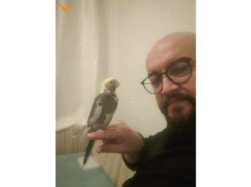 Yavru Sultan Papağan - Elle besleme ve özel bakım