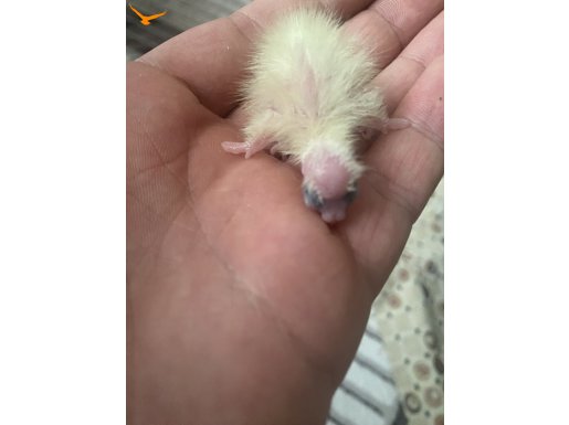 Yeme Düşmemiş Maskot Adayı Sultan Papağanı Yavruları