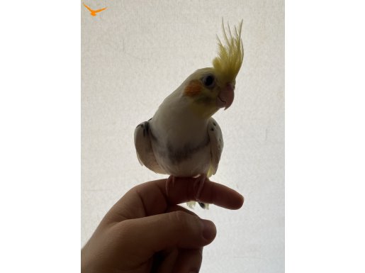 Sultan papağan 3-6 aylık