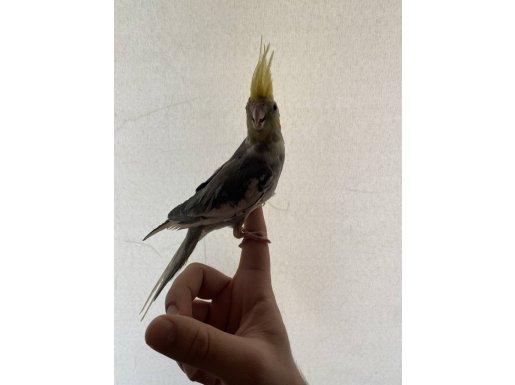 3-4 Aylık Sultan Papağanı