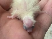 Yeme Düşmemiş Maskot Adayı Sultan Papağanı Yavruları