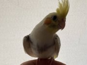 Sultan papağan 3-6 aylık