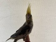 3-4 Aylık Sultan Papağanı