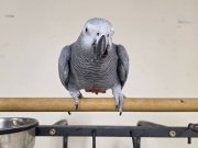 2016 dogumlu bilezikli Jako Papağanı