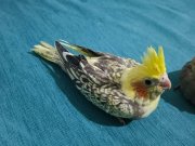 Elde beslenmiş ele alışkın sağlıklı kuşlar