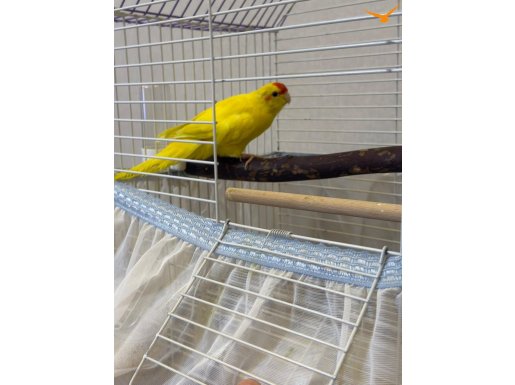 Yavru sağlıklı KAKARİKİ papağanı