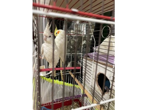 Konuşan Lutino erkek ve Albino dişi ve 3 yumurtalı