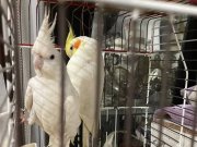 Konuşan Lutino erkek ve Albino dişi ve 3 yumurtalı