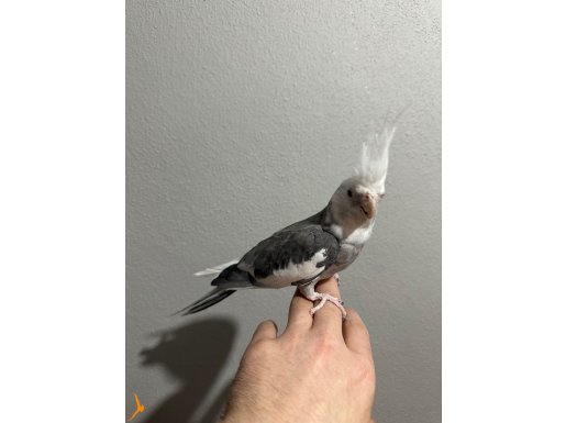 Erkek sultan papağanı 1.5 yaşında 