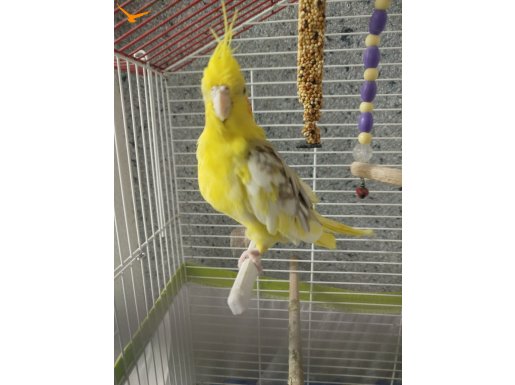 Sultan papaganı fazla ilgilenemediğimden