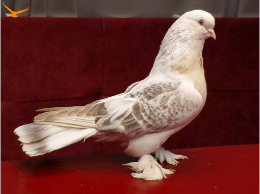 Şebap Güvercin Miski Takım