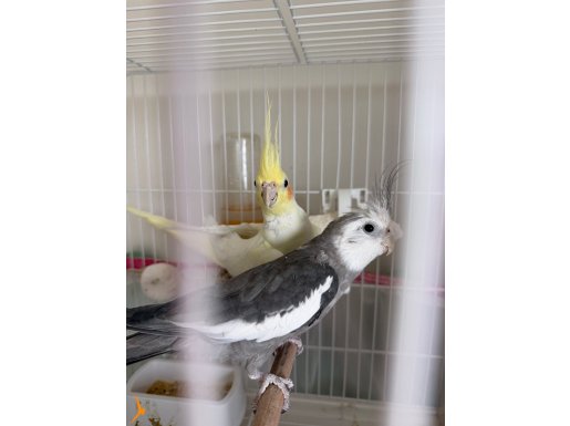 White face erkek lutino dişi çift