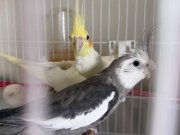 White face erkek lutino dişi çift