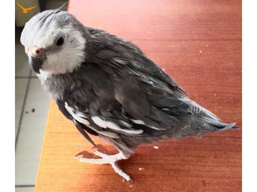 SULTAN PAPAĞANI WHİTE FACE 1 YAŞINDA EVCİL KONUŞUYOR 3 KELME