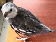 SULTAN PAPAĞANI WHİTE FACE 1 YAŞINDA EVCİL KONUŞUYOR 3 KELME