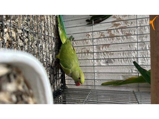 Dişi Pakistan papağanı 5/6 aylık Eğitime yakın