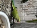 Dişi Pakistan papağanı 5/6 aylık Eğitime yakın