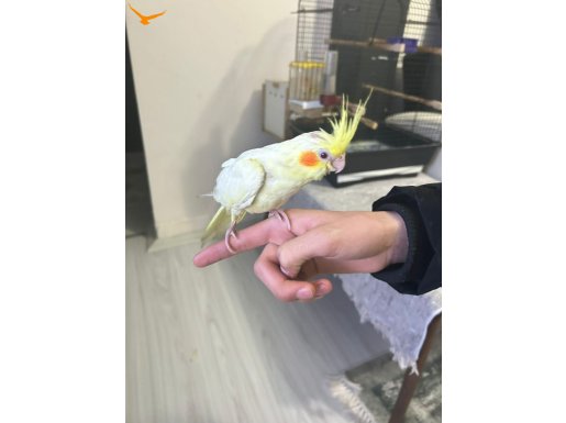 Lutino sultan papağani