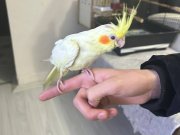 Lutino sultan papağani