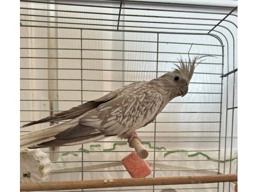 Tertemiz Jako Papağan