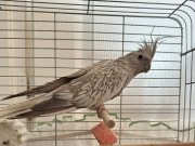 Tertemiz Jako Papağan