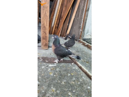 Erkek miro 1 yasında dişi kızmadı henüz