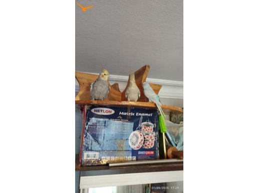 EVCİL SULTAN ÇİFT ve diğerleri