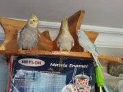 EVCİL SULTAN ÇİFT ve diğerleri