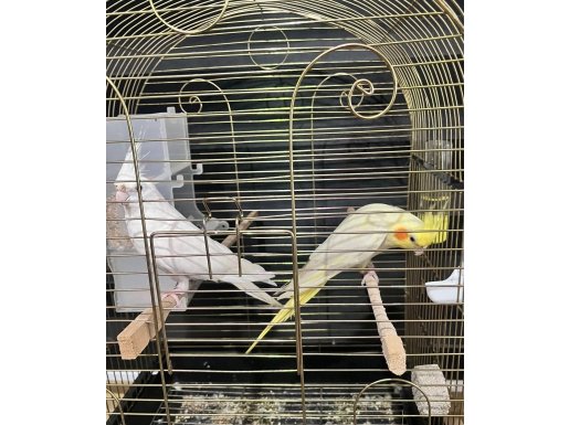 Albino lutino papağan