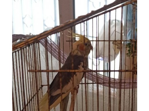  Evcil Genç dişi erkek Sultan papaganı çift 