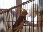  Evcil Genç dişi erkek Sultan papaganı çift 