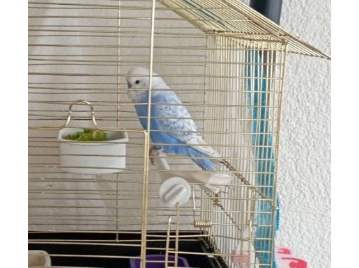 Mavi erkek hiç bir sıkıntısı yok kafesiylen satılık