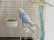 Mavi erkek hiç bir sıkıntısı yok kafesiylen satılık