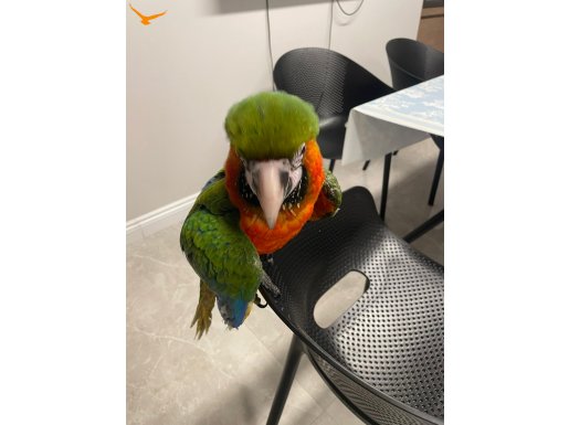 Hybrid macaw papanı Eğitimli konuşuyor İnsan seviyor