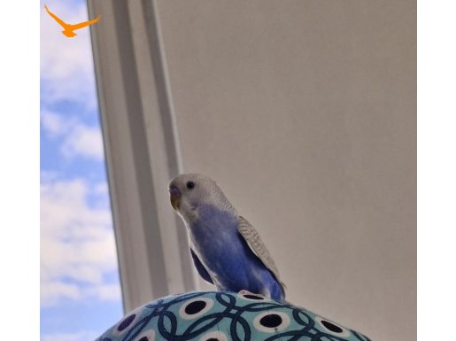 Mavi tatlı muhabbet kuşu