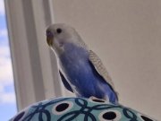 Mavi tatlı muhabbet kuşu