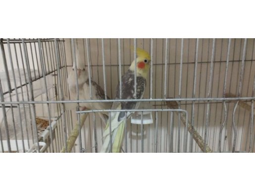 SULTAN PAPAĞAN ÇİFTLER