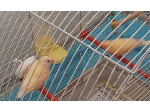 Bakamadığım için satıyorum kafes ve malzemeleri brlikte 