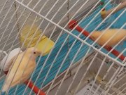 Bakamadığım için satıyorum kafes ve malzemeleri brlikte 